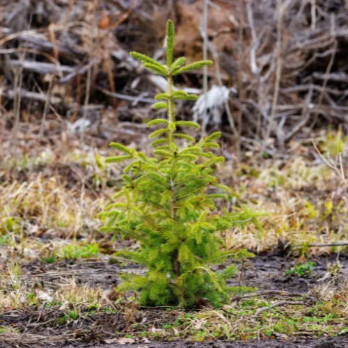 Environment